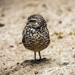 Burrowing owl in a sandy environment.