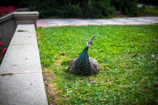 Peacock in a public park, (Retiro Park), Madrid. Picture taken – 26 September 2021.