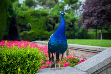 Fototapeta premium Peacock in a public park, (Retiro Park), Madrid. Picture taken – 26 September 2021.
