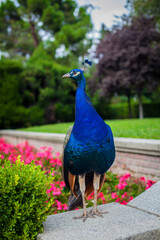Fototapeta premium Peacock in a public park, (Retiro Park), Madrid. Picture taken – 26 September 2021.