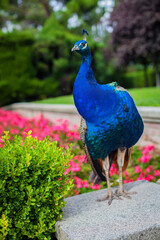 Obraz premium Peacock in a public park, (Retiro Park), Madrid. Picture taken – 26 September 2021.