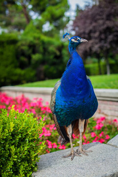 Peacock in a public park, (Retiro Park), Madrid. Picture taken – 26 September 2021.