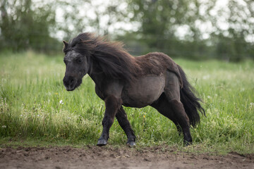 Geschorenes Shetandpony auf der Weide