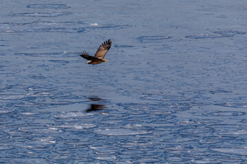A large predatory eagle flies over the winter sea. A bird of prey fishing.