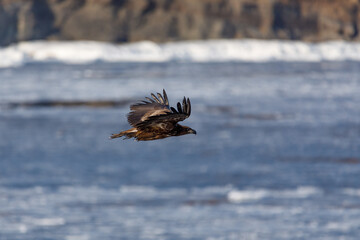 A large predatory eagle flies over the winter sea. A bird of prey fishing.