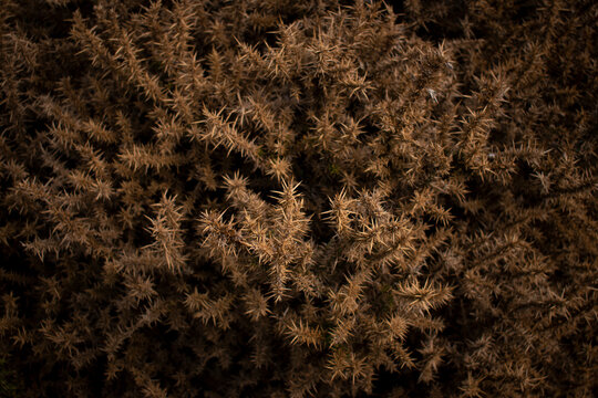 A wild spikey thorn bush