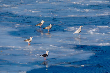 Pacific gulls perch on ice floes in the Sea of Japan.