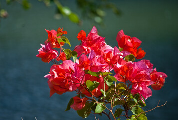 Red Bougainvillea