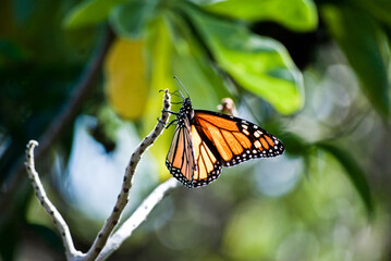 Hawaiian monarch butterfly