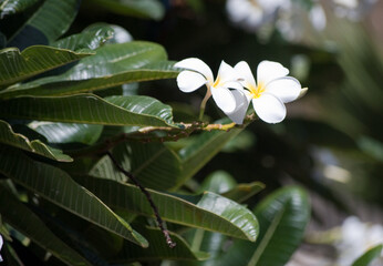 Plumeria flower on a sunny day