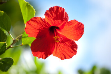 Hibiscus agains sky and clouds background