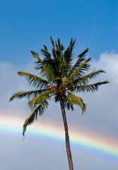 Fototapeta na wymiar Palm and rainbow
