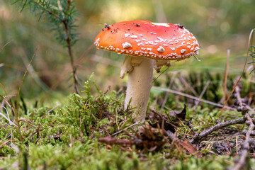 toadstool in the forest