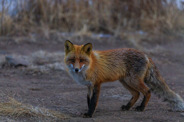 A wild red fox stands among the dry grass in the early morning. The fox looks at the camera.