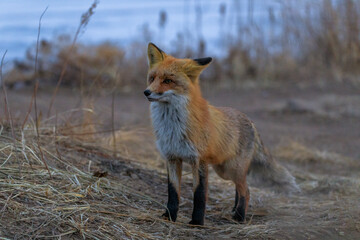 A wild red fox stands among the dry grass in the early morning. The fox looks at the camera.