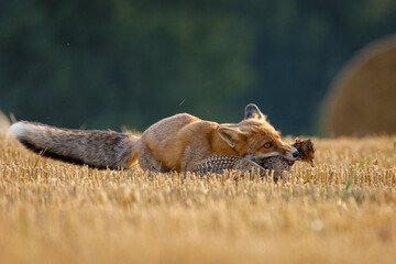Hunting fox. Red fox, Vulpes vulpes, holding caught killed pheasant. Wild fox with prey on field...