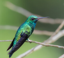 Blue-Chinned Sapphire,(chlorestes notatus), brightly colored bird showing the fine feather detail...