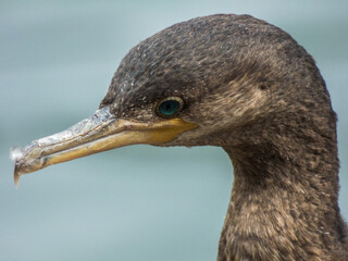 cormorant