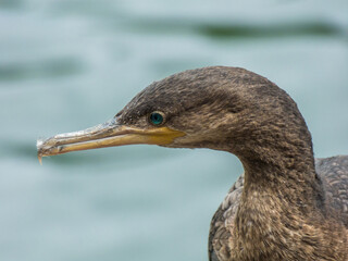 Cormorant