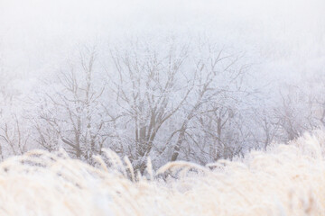 Inium-covered dried grass at dawn. Frozen grass in the field.