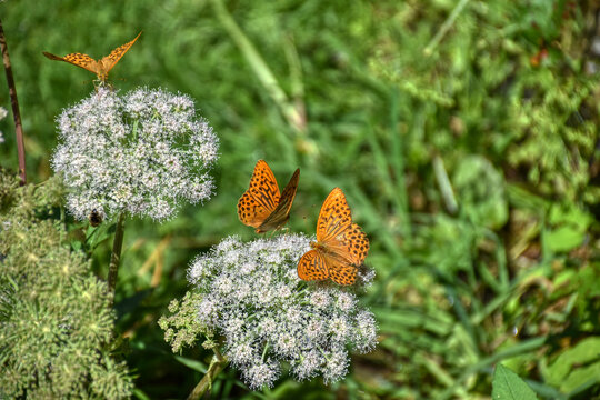 Schmetterling, Kaisermantel, Silberstrich, Falter, Tagfalter, echter Perlmutfalter, Perlmutfalter, Fl&uuml;gel, Spannweite, F&uuml;hler, Muster, Farbe, bunt, Fl&uuml;geloberseite, strahlen, strahlend, Bl&uuml;te, Blume, 