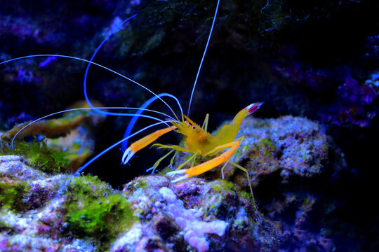 Golden coral Mediterranean boxer shrimp - Stenopus spinosus