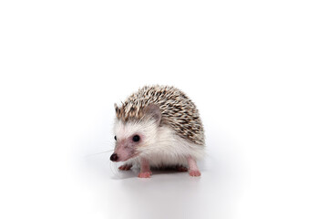 An African cute hedgehog with brown spines and needles on its back stomps on a white isolated background