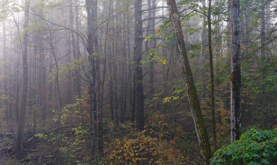 Obraz premium Trees in The Fog