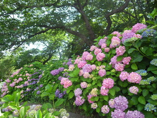 Obraz premium サクラの木と紫陽花咲く風景