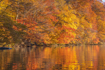 autumn leaves reflected in water