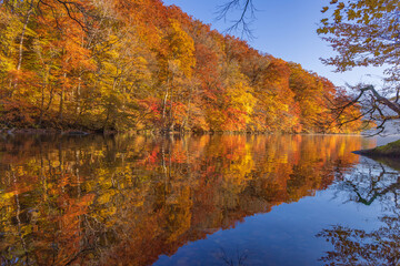 Fototapeta premium autumn leaves reflected in water