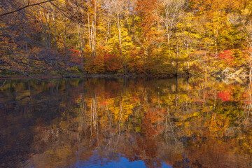 Naklejka premium autumn leaves reflected in water