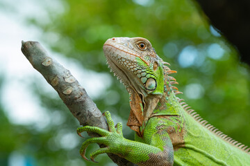 lizard, animal, green lizard with blur background