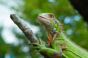 lizard, animal, green lizard with blur background