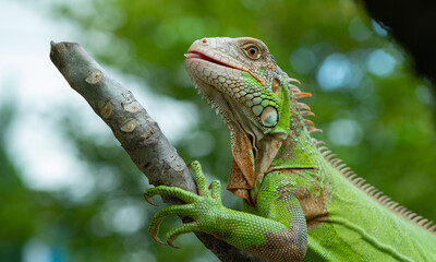 lizard, animal, green lizard with blur background