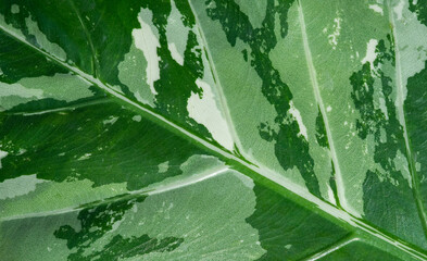 Obraz premium closeup white spotted leaves, green leaf texture