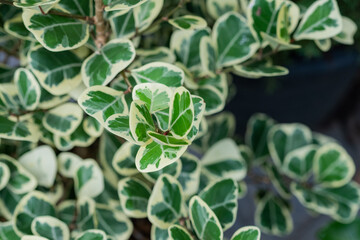 closeup white spotted leaves, green leaf texture