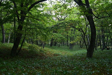 朝霧の森（戦場ヶ原）