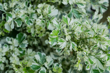 closeup white spotted leaves, green leaf texture