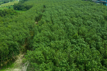top view of forest, big tree, nature background, green leaves