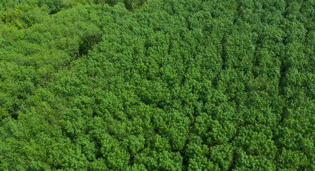 top view of forest, big tree, nature background, green leaves