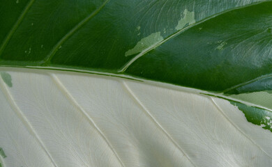 closeup white spotted leaves, green leaf texture