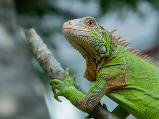 lizard, animal, green lizard with blur background