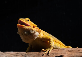 bearded dragon on ground with blur background
