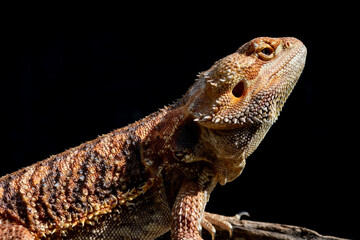 bearded dragon on ground with blur background
