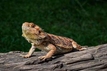 bearded dragon on ground with blur background