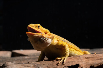 bearded dragon on ground with blur background