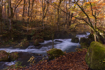 autumn leaves  in water