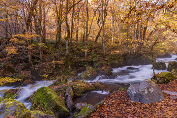 autumn leaves  in water