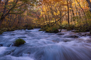 autumn leaves  in water